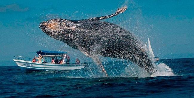 La temporada de avistamiento de ballenas jorobadas inició en Ecuador